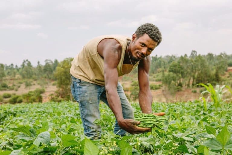 Ethiopia’s Quiet Paradox: The Sector That Feeds the Nation But Can’t Feed Itself