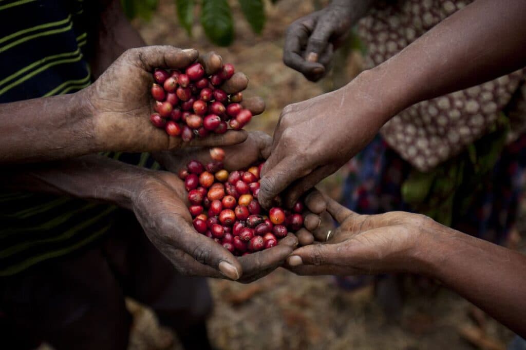 Ethiopian Coffee