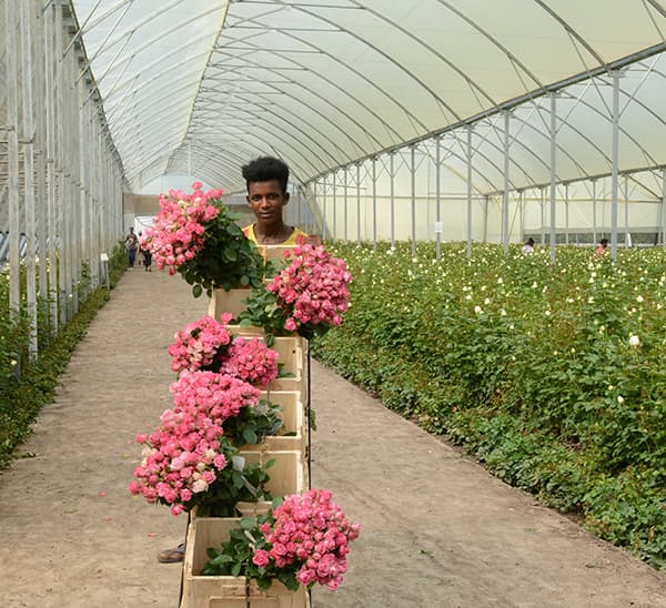 Ethiopia Secures Over USD 288 Million from Horticulture Exports in Seven Months